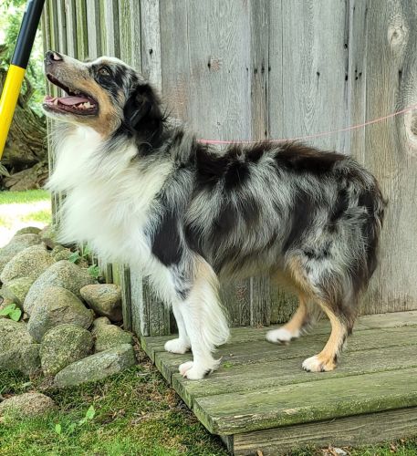ASDR miniature Australian Shepherd male born 7-26-2019 Dreamer 231 821
