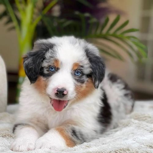 Australian Shepherd Puppies for sale
