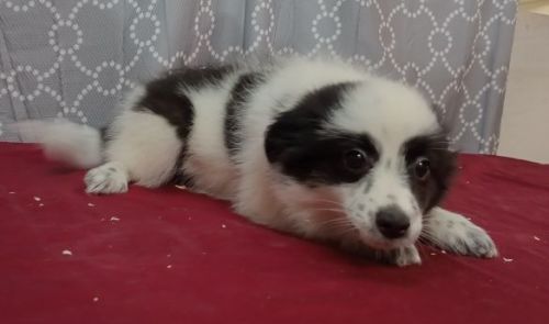 Australian Eskimo Paula