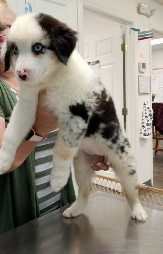 Australian shepherd pups