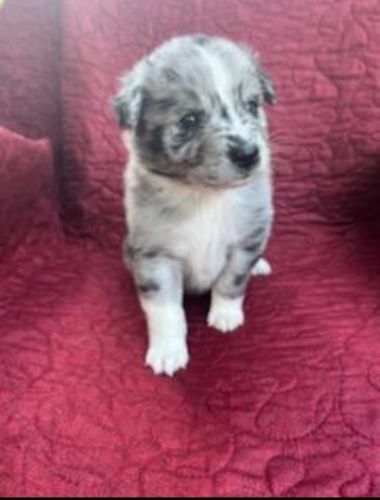 Lovable ASDR Registered Aussie