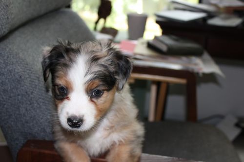 little girl blue 6weeks old