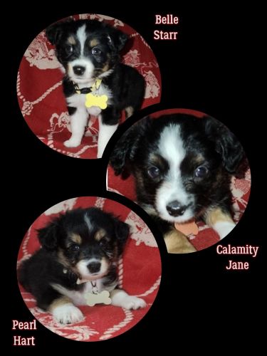Toy Australian Shepherds wanting Furever home!