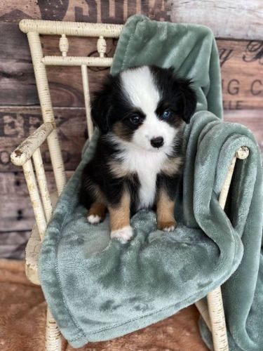 Charming Australian Shepherd puppies