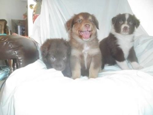 Australian Shepherd Red tri and one merle