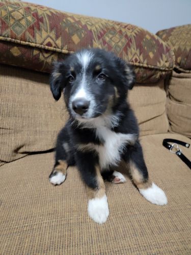 Australian shepherd puppies