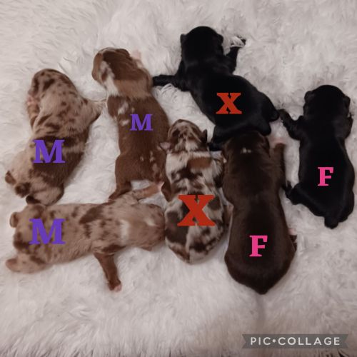 ASDR Mini Aussies