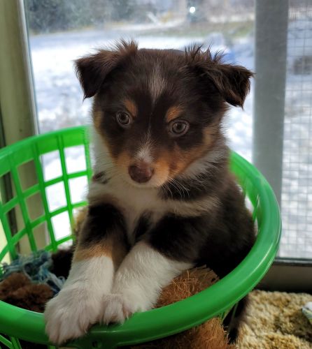Purebred toy Australian Shepherd male, Cocoa, born Sept 29