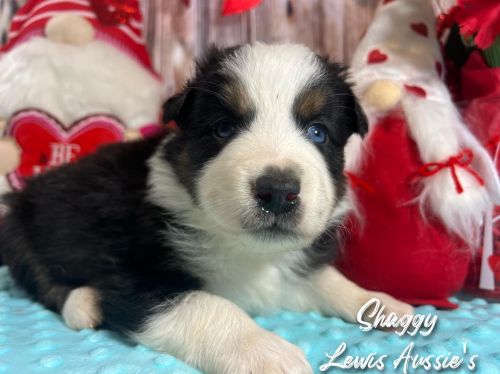 AKC Australian Shepherds