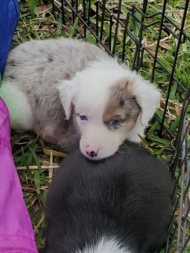 Australian Mix puppies