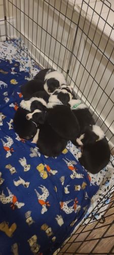 Australian shepherd puppies