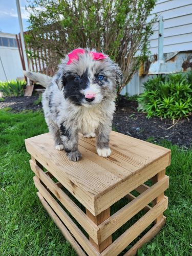 Ruby is looking for a loving home