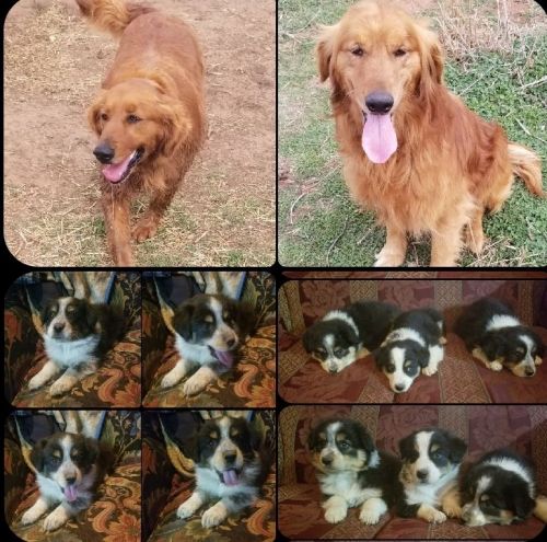 Mini Australian Shepherds puppies