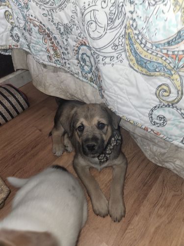 8 weeks old Australia Shepard/ Husky mix