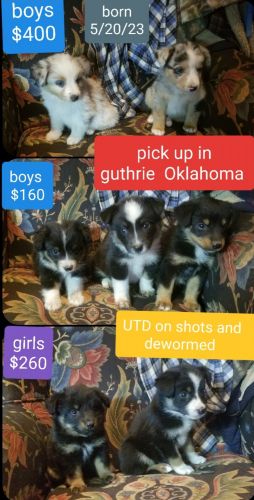 Toy/mini Australian shepherd puppies