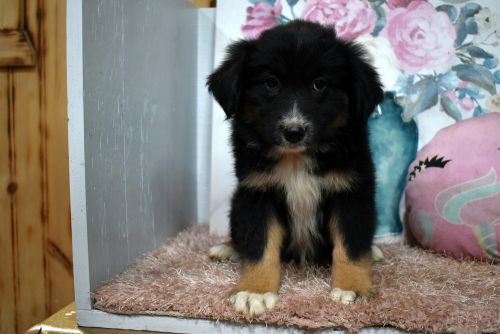 Looking for my forever home!!