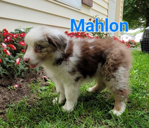 ASDR Australian Shepherds born June 7, 2023. Call *** *** ***9