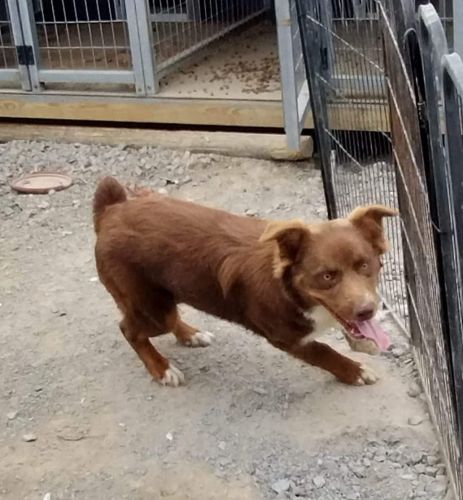 8mo red Tri standard Australian Shepherd