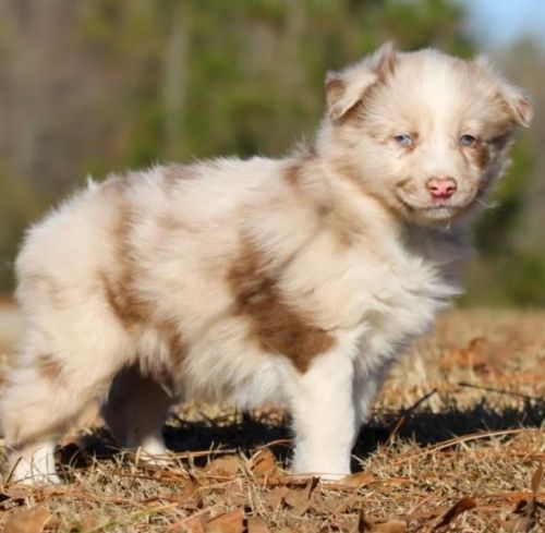 Australian Shepherd puppies for sale