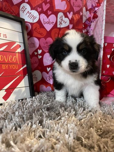 Puppies Mini Aussie