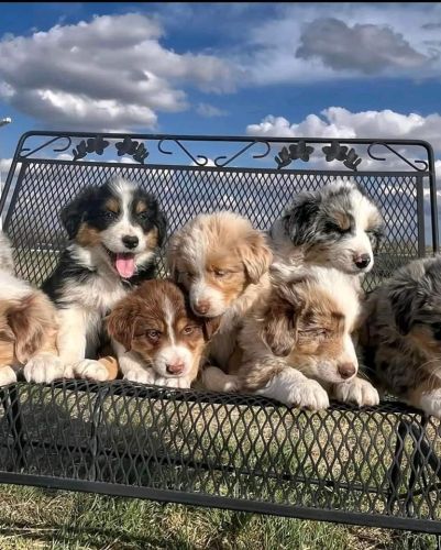 Australian Shepherd Puppies For Sale