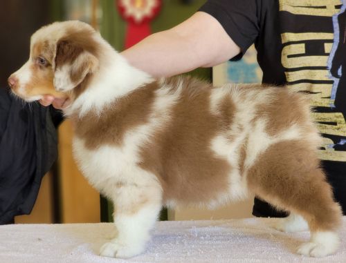 Australian shepherd
