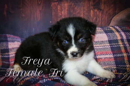 Australian Shephard Litter