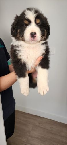 Border-Aussies for sale