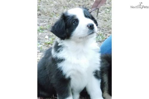  raiden  australian shepherd tri