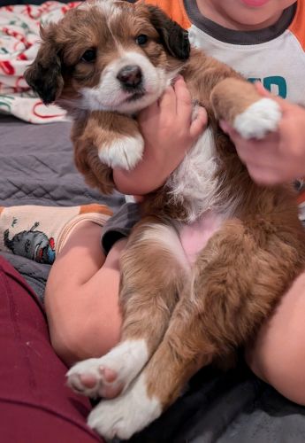 Female Mini Australian Shepherd