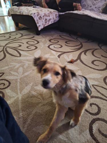 Australian Shepherd Mix