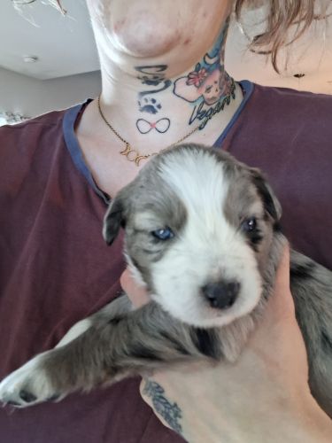 Australian Shepherd Puppies for sale in Jacksonville, FL, USA. price: $500