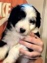 Aussidoodle pups