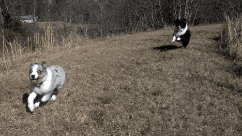 Australian Shepherd Puppies Ready