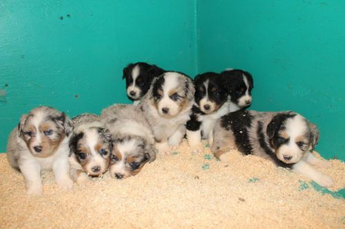 Australian Shepherd Puppies