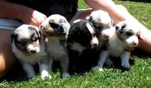 Australian Shepherd puppies ready