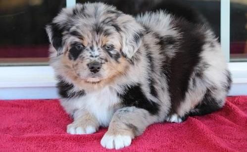 Australian Shepherd