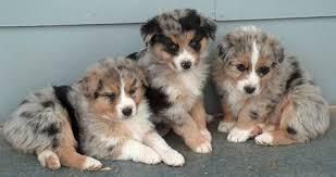 Australian Shepherd Puppies for good homes