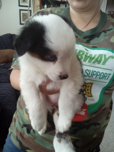 Mini Australian Shepherd pups