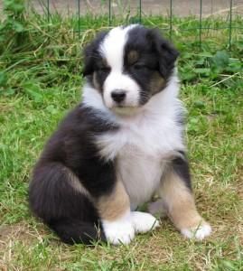 Australian Shepherd puppies