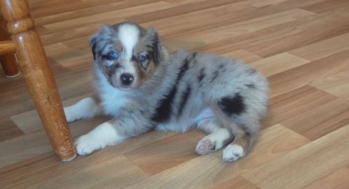 Cute Lovely Australian Shepherds
