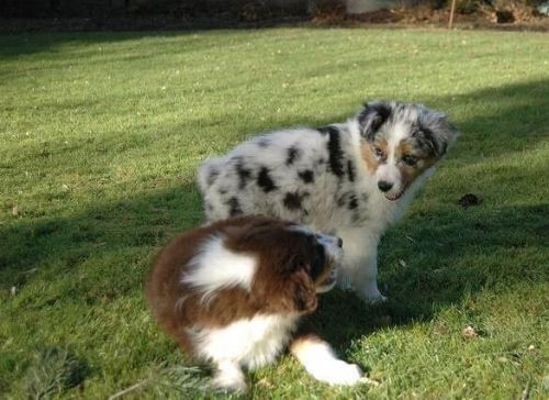 Australian shepherd puppies for sale.