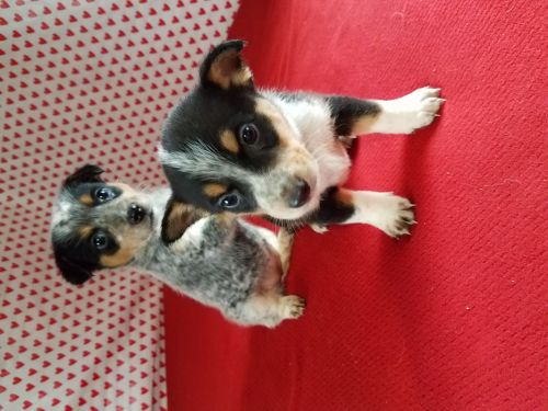 Adorable Miniature Australian Shepherd