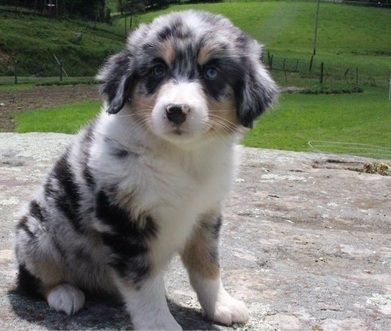 Stunning Australian Shepherd Puppies For Sale