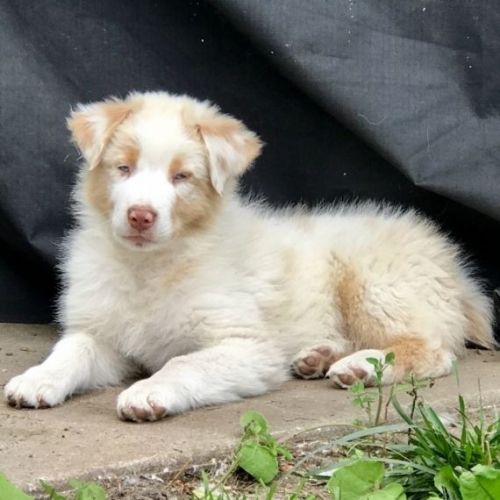 Australian Shepherd pups TEXT , ***