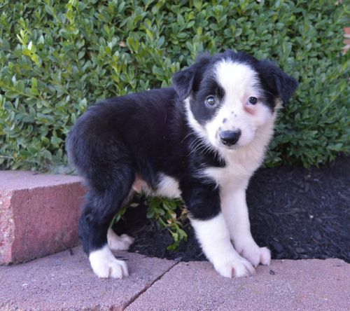 Beautiful High Quality Purebred Aussie Shepherd Puppy