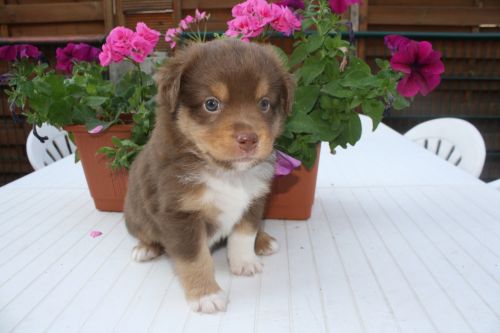 Awesome Australian Shepherd For Sale