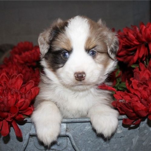 Australian shepherd puppies