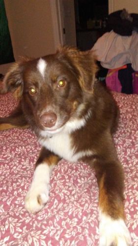 5 month red Tri Australian Shepard mini