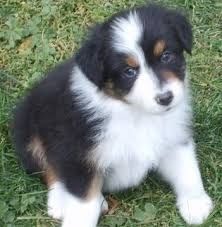 Australian Shepherd Puppies
